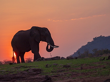 An adult African bush elephant (Loxodonta africana) at sunset on the shore of Lake Kariba, Zimbabwe, Africa