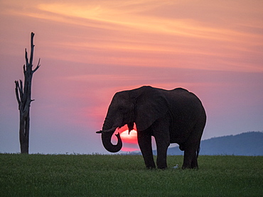 An adult African bush elephant (Loxodonta africana) at sunset on the shoreline of Lake Kariba, Zimbabwe, Africa