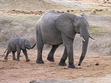 African bush elephant (Loxodonta africana), mother and calf in Hwange National Park, Zimbabwe, Africa