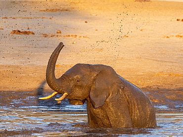 African bush elephant calf (Loxodonta africana), playing in a watering hole in Hwange National Park, Zimbabwe, Africa