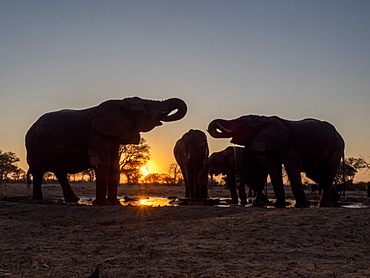 A small herd of African bush elephants (Loxodonta africana), at sunset in Hwange National Park, Zimbabwe, Africa
