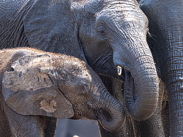 African bush elephant mother and calf (Loxodonta africana) in Hwange National Park, Zimbabwe, Africa