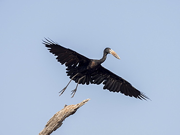 Adult African openbill (Anastomus lamelligerus), taking flight in Lake Kariba, Zimbabwe, Africa