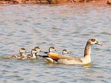 An adult Egyptian goose (Alopochen aegyptiaca) swimming with goslings in Lake Kariba, Zimbabwe, Africa