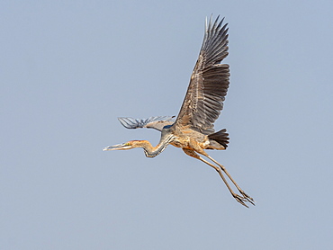 Adult goliath heron (Ardea goliath), taking flight near Lake Kariba, Zimbabwe, Africa