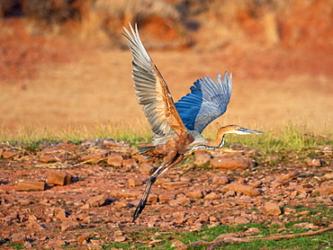 Adult goliath heron (Ardea goliath), taking flight on the shoreline of Lake Kariba, Zimbabwe, Africa