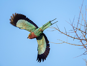 An adult lilac-breasted roller (Coracias caudatus), in flight in Hwange National Park, Zimbabwe, Africa