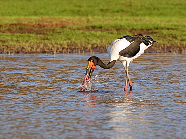 Adult saddle-billed stork (Ephippiorhynchus senegalensis,) searching for food on Lake Kariba, Zimbabwe, Africa