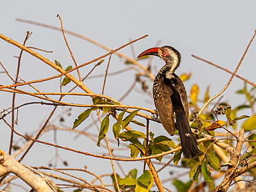 An adult Southern red-billed hornbill (Tockus rufirostris) near Lake Kariba, Zimbabwe, Africa