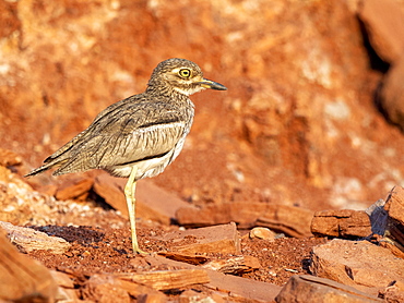 An adult water thick-knee (Burhinus vermiculatus), on the shore of Lake Kariba, Zimbabwe, Africa