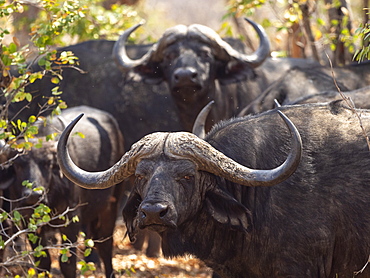 Cape buffalo bulls (Syncerus caffer) in Hwange National Park, Zimbabwe, Africa