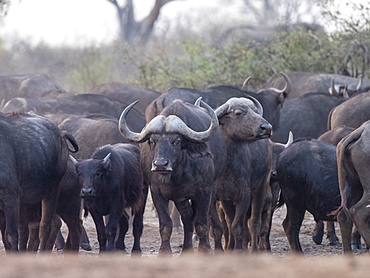 Cape buffalo herd (Syncerus caffer) in Hwange National Park, Zimbabwe, Africa