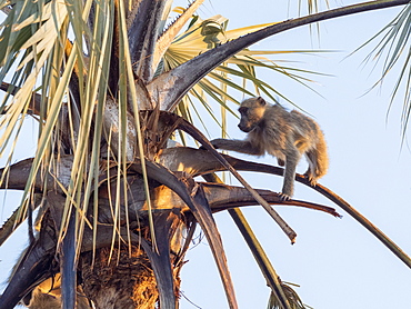 A chacma baboon (Papio ursinus) climbing a palm tree, Hwange National Park, Zimbabwe, Africa