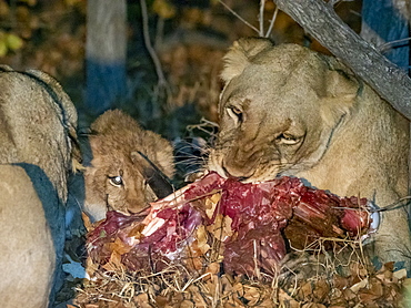 Adult lioness (Panthera leo), with cub on a fresh kill at night in the Save Valley Conservancy, Zimbabwe, Africa