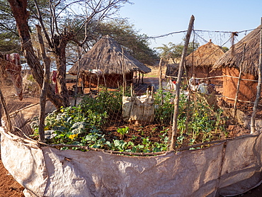 A vegetable garden in the fishing village of Musamba, on the shoreline of Lake Kariba, Zimbabwe, Africa