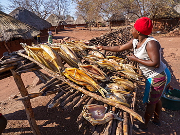 The days catch of fish drying in the sun in the fishing village of Musamba, on the shoreline of Lake Kariba, Zimbabwe, Africa