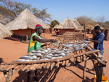 The days catch of fish drying in the sun in the fishing village of Musamba, on the shoreline of Lake Kariba, Zimbabwe, Africa