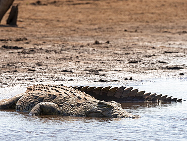 An adult Nile crocodile (Crocodylus niloticus), basking in the sun on the shoreline of Lake Kariba, Zimbabwe, Africa