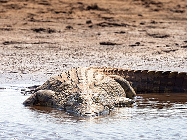 An adult Nile crocodile (Crocodylus niloticus), basking in the sun on the shoreline of Lake Kariba, Zimbabwe, Africa