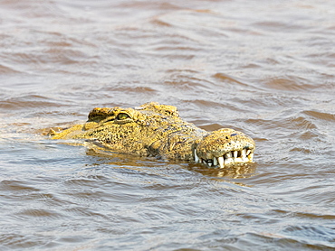 An adult Nile crocodile (Crocodylus niloticus), in the water near the shoreline of Lake Kariba, Zimbabwe, Africa