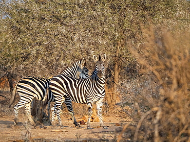 Adult plains zebras (Equus quagga), in Save Valley Conservancy, Zimbabwe, Africa