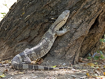 Adult white-throated savanna monitor (Varanus albigularis), climbing a tree in the Save Valley Conservancy, Zimbabwe, Africa