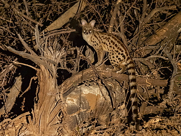 Adult rusty-spotted genet (Genetta maculata), at night in the Save Valley Conservancy, Zimbabwe, Africa