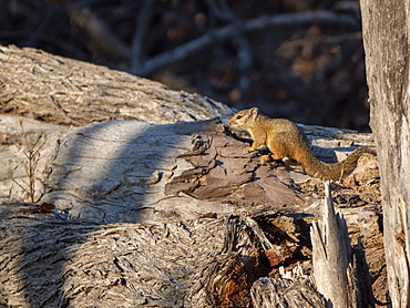 An adult Smith's bush squirrel (Paraxerus cepapi) in the Save Valley Conservancy, Zimbabwe, Africa