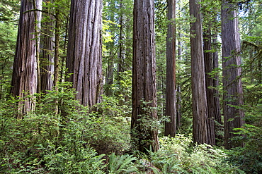 Among giant redwoods on the Boy Scout Tree Trail in Jedediah Smith Redwoods State Park, UNESCO World Heritage Site, California, United States of America, North America