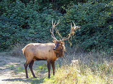 Adult bull Roosevelt elk (Cervus canadensis roosevelti), in rut near Highway 101, California, United States of America, North America