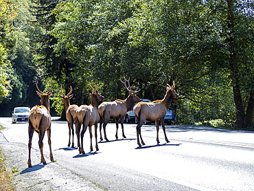 Adult bull Roosevelt elks (Cervus canadensis roosevelti), in rut near Highway 101, California, United States of America, North America