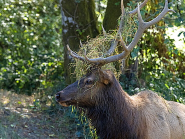 Adult bull Roosevelt elk (Cervus canadensis roosevelti), in rut near Highway 101, California, United States of America, North America