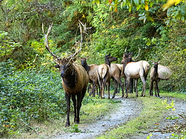 Adult bull Roosevelt elk (Cervus canadensis roosevelti), in rut near Highway 101, California, United States of America, North America