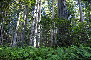 Giant redwood trees on the Trillium Trail, Redwood National and State Parks, UNESCO World Heritage Site, California, United States of America, North America