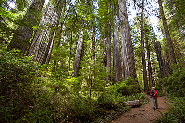 Hiker amongst giant redwood trees on the Trillium Trail, Redwood National and State Parks, UNESCO World Heritage Site, California, United States of America, North America