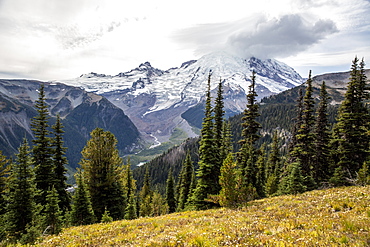 Early light on Mount Rainier from the Burroughs Mountain Trail, Mount Rainier National Park, Washington State, United States of America, North America