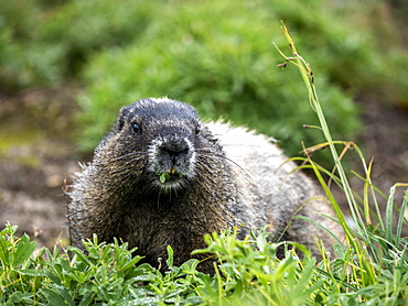 Adult hoary marmot (Marmota caligata), on the Skyline Trail, Mount Rainier National Park, Washington State, United States of America, North America