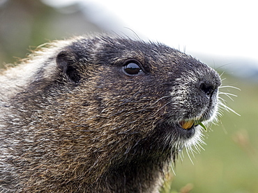 Adult hoary marmot (Marmota caligata), on the Skyline Trail, Mount Rainier National Park, Washington State, United States of America, North America