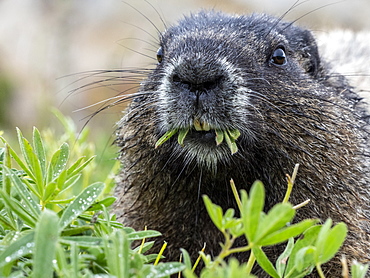 Adult hoary marmot (Marmota caligata), on the Skyline Trail, Mount Rainier National Park, Washington State, United States of America, North America