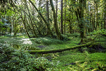 Temperate rain forest on the Maple Glade Trail, Quinault Rain Forest, Olympic National Park, UNESCO World Heritage Site, Washington State, United States of America, North America