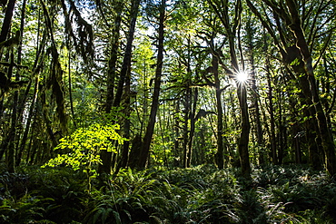 Temperate rain forest on the Maple Glade Trail, Quinault Rain Forest, Olympic National Park, UNESCO World Heritage Site, Washington State, United States of America, North America