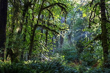 Temperate rain forest on the Maple Glade Trail, Quinault Rain Forest, Olympic National Park, UNESCO World Heritage Site, Washington State, United States of America, North America