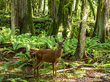 Columbian black-tailed deer (Odocoileus hemionus columbianus), Olympic National Park, UNESCO World Heritage Site, Washington State, United States of America, North America