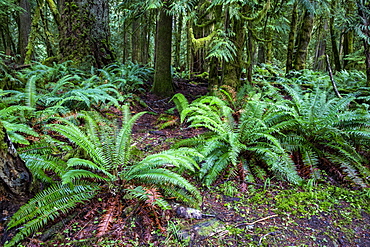 Dense ferns on the Marymere Falls Trail, Quinault Rain Forest, Olympic National Park, UNESCO World Heritage Site, Washington State, United States of America, North America