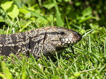 An adult Argentine black and white tegu (Salvator merianae), Iguacu Falls, Misiones Province, Argentina, South America