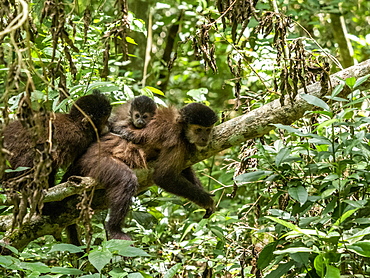 An adult black capuchin monkey (Sapajus nigritus) with youngster on its back at Iguacu Falls, Misiones Province, Argentina, South America