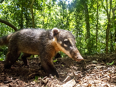 Curious adult South American coati (Nasua nasua), near the trail at Iguacu Falls, Misiones Province, Argentina, South America