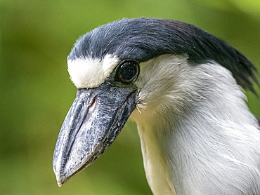 Captive adult boat-billed heron (Cochlearius cochlearius), Parque das Aves, Foz do Iguacu, Parana State, Brazil, South America