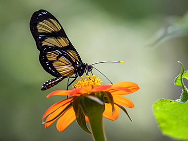 Captive Themisto amberwing (Methona themisto), Parque das Aves, Foz do Iguacu, Parana State, Brazil, South America