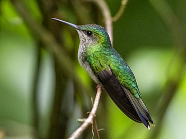 Captive versicoloured emerald (Chrysuronia versicolor), Parque das Aves, Foz do Iguacu, Parana State, Brazil, South America